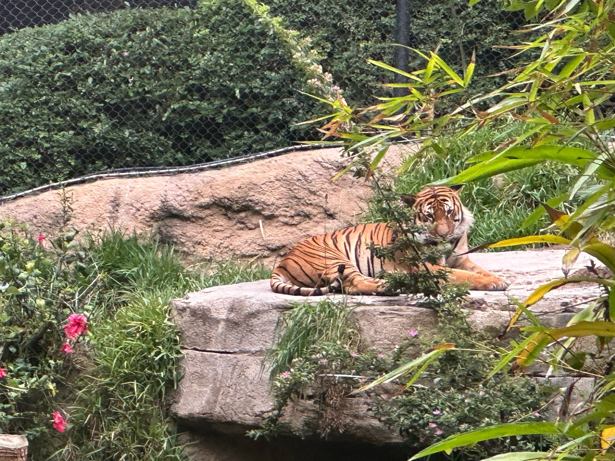 Chasing Black & White in a Technicolor Zoo