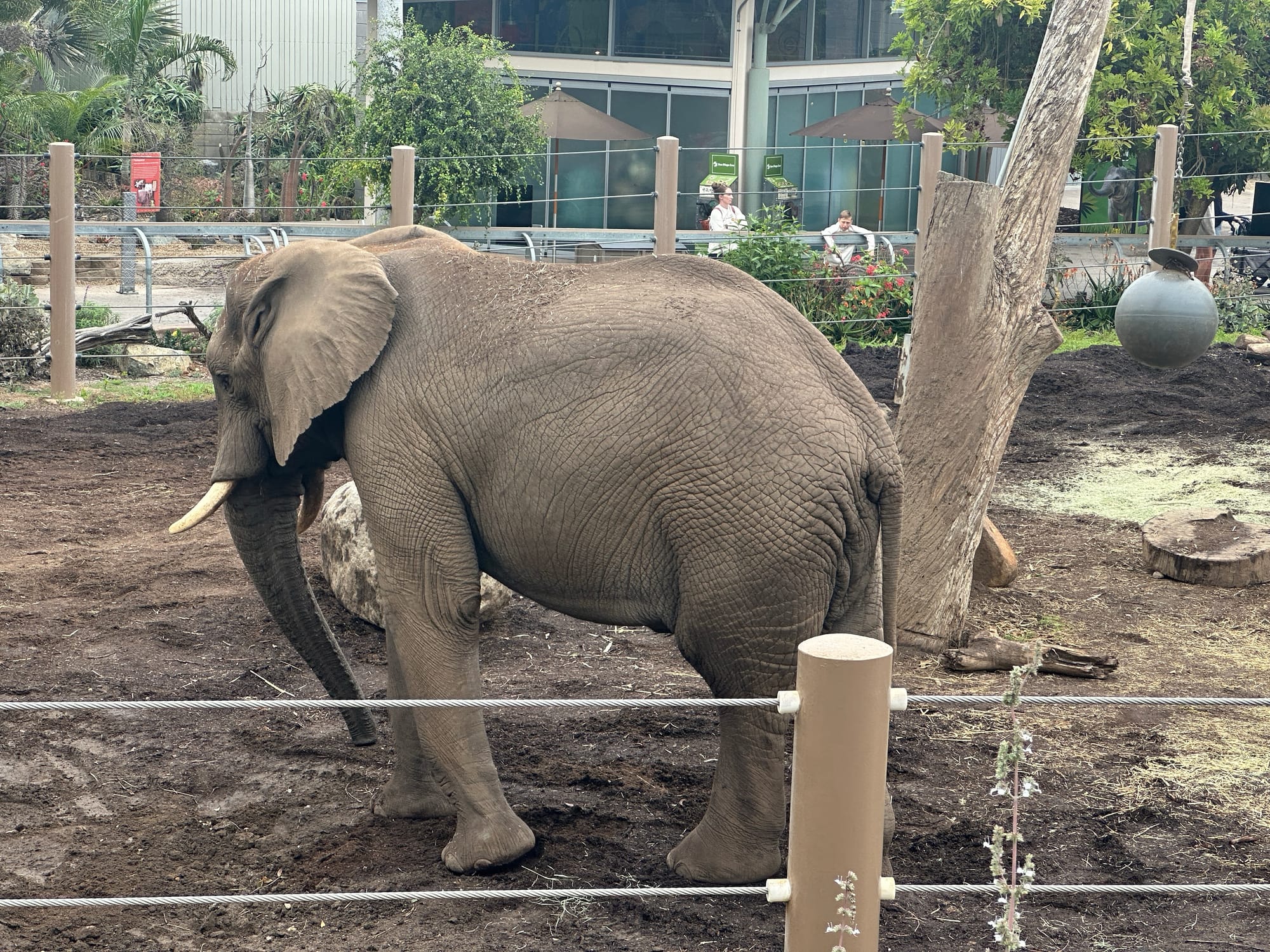 Chasing Black & White in a Technicolor Zoo