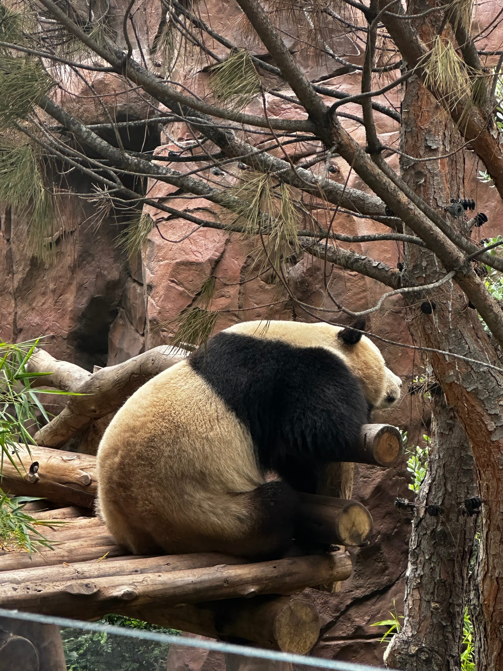Chasing Black & White in a Technicolor Zoo