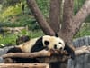 Chasing Black & White in a Technicolor Zoo